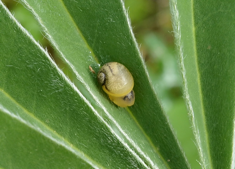 Gasteropode di Pantelleria - Cantareus apertus